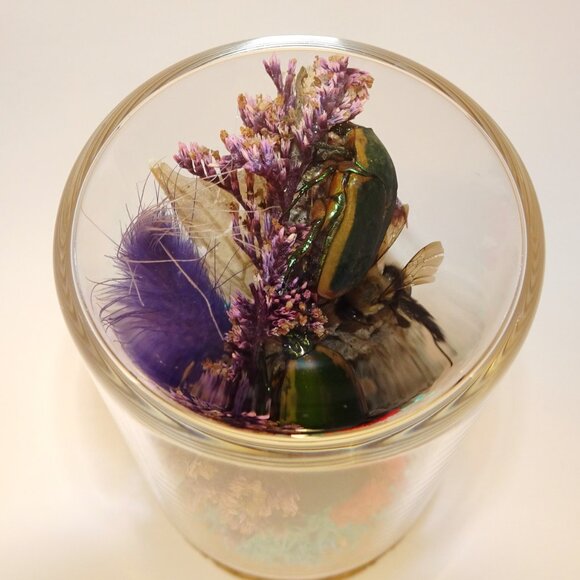 June Bug Bee Wasp Nest & Luna Moth Wing Oddity Dome curiosity taxidermy goth - Picture 13 of 13